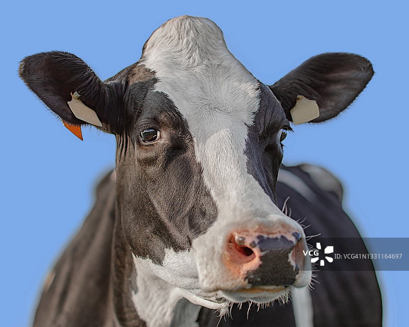 蓝天下荷斯坦奶牛的肖像图片素材