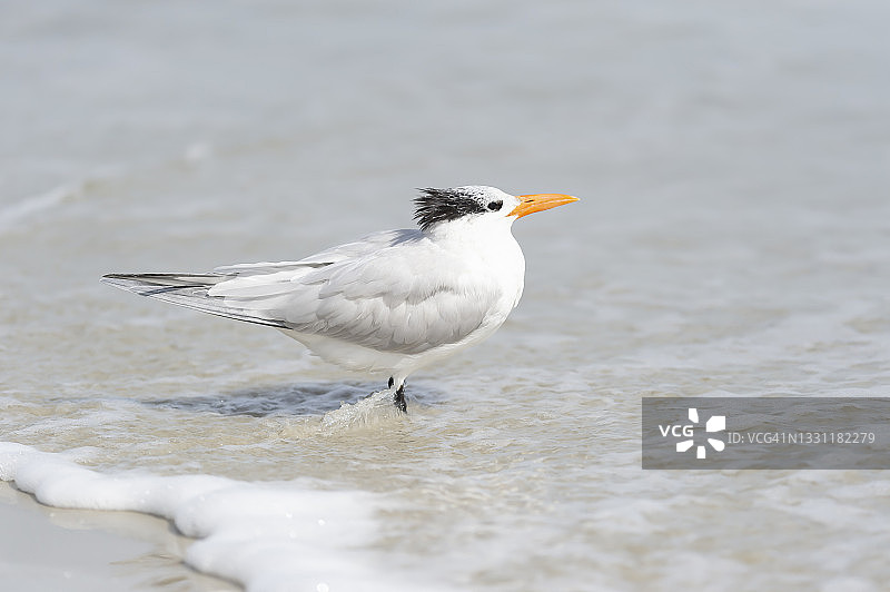 王鸥_1图片素材