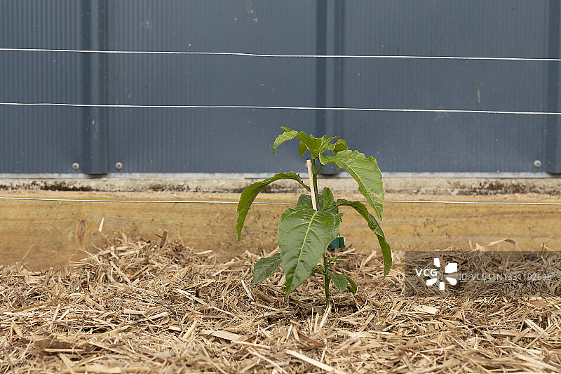 小百香果藤蔓图片素材