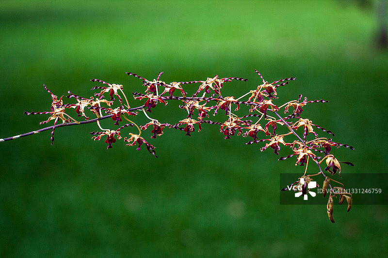 蜘蛛兰图片素材