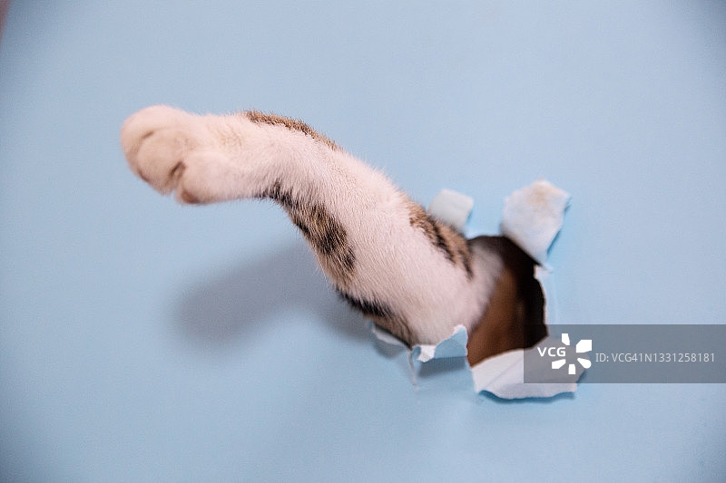 猫爪从洞里伸出图片素材