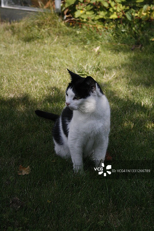 爱花园的猫图片素材