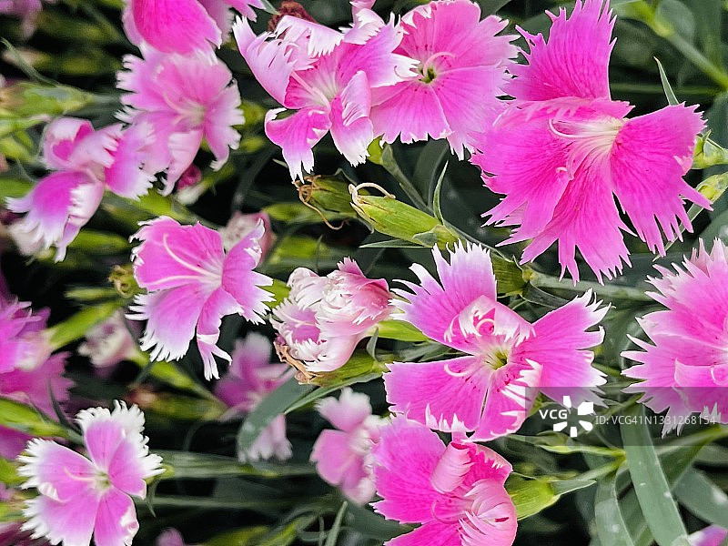 中国石竹花（Dianthus chinensis）图片素材