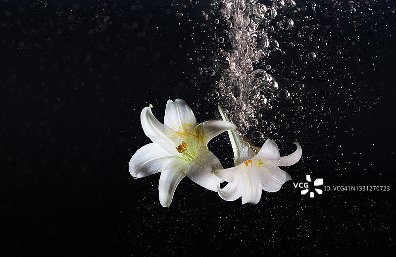 高速同步捕捉到的飞溅水花与白色百合花图片素材