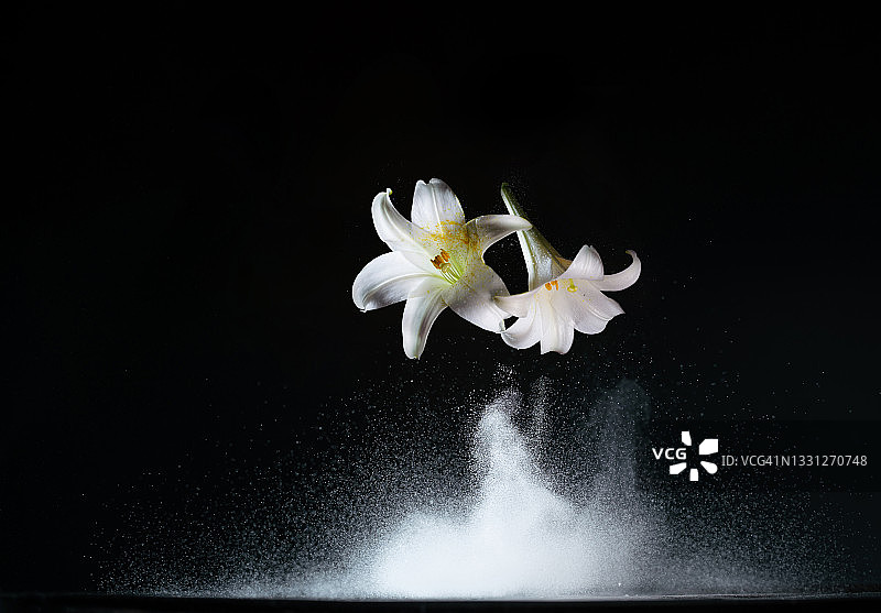 高速同步捕捉到的飞溅水花与白色百合花图片素材