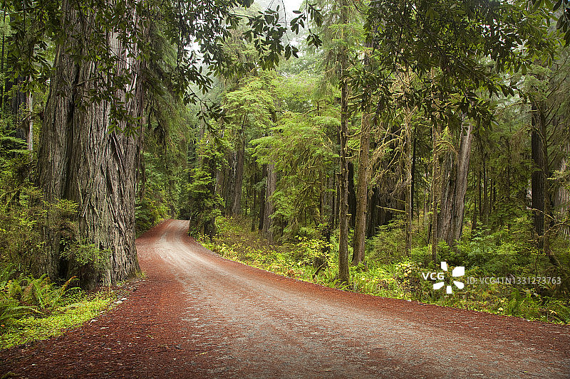 加州红杉国家公园的道路风光图片图片素材