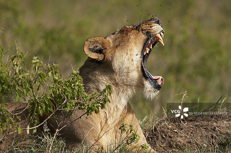 纳瓦沙湖的母狮打哈欠图片素材
