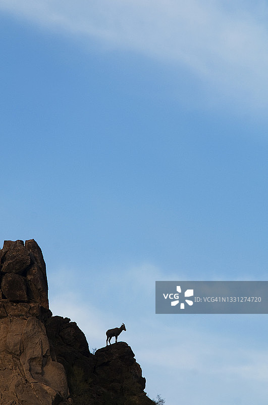 在亚利桑那州南部天际线衬托下的雌性沙漠大角羊图片素材