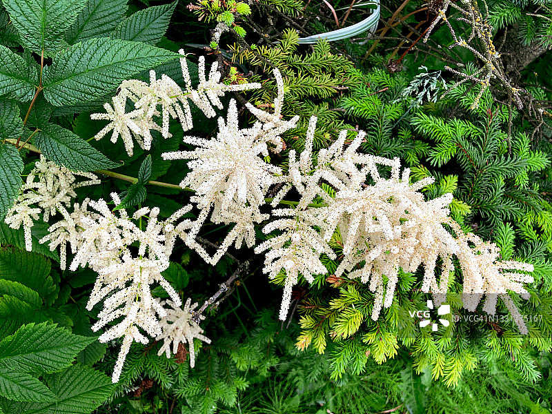 盛开的落新妇图片素材