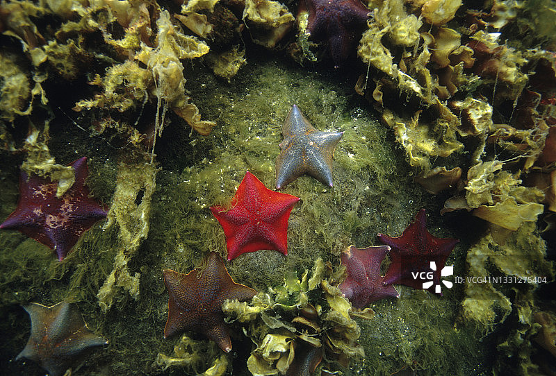 加拿大不列颠哥伦比亚省附近的海星图片素材