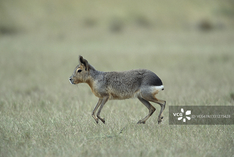 阿根廷巴塔哥尼亚的兔子图片素材