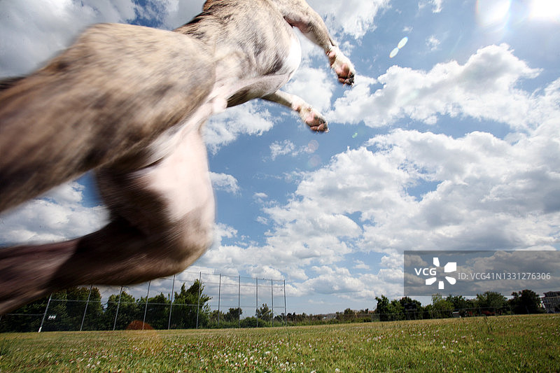 小狗跳向多云的天空图片素材
