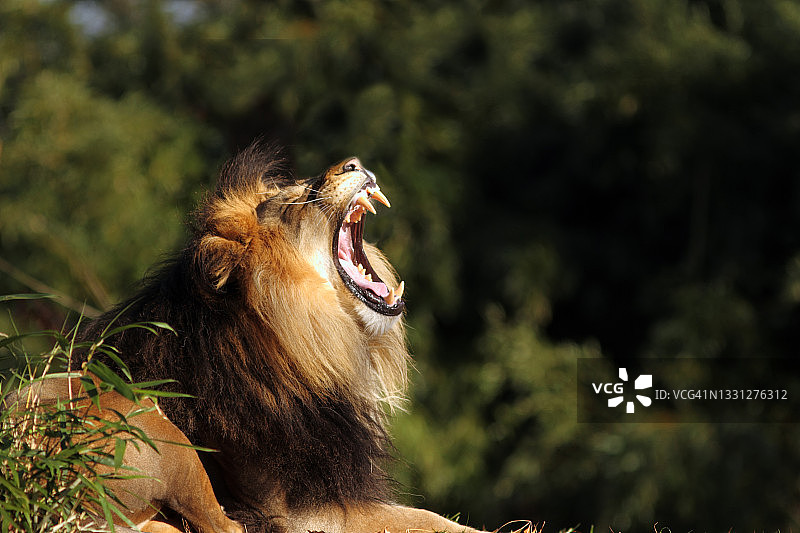 华盛顿特区动物园里的雄性非洲狮图片素材