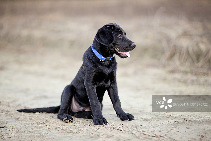 一条土路中间休息的可爱黑色拉布拉多幼犬图片素材