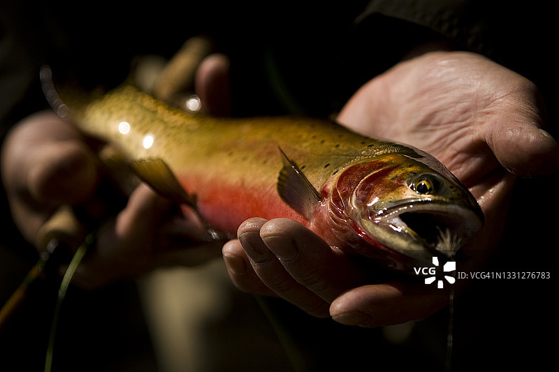 科罗拉多州飞钓渔民捕获的绿背割喉鳟特写图片素材