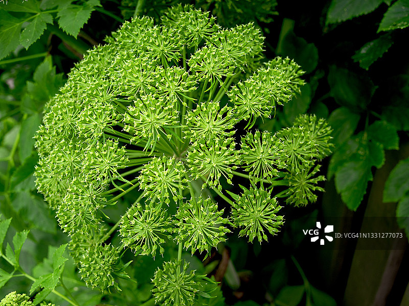 冰岛当归植物的花朵特写图片素材