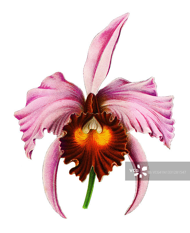 五月兰或圣诞兰图片素材