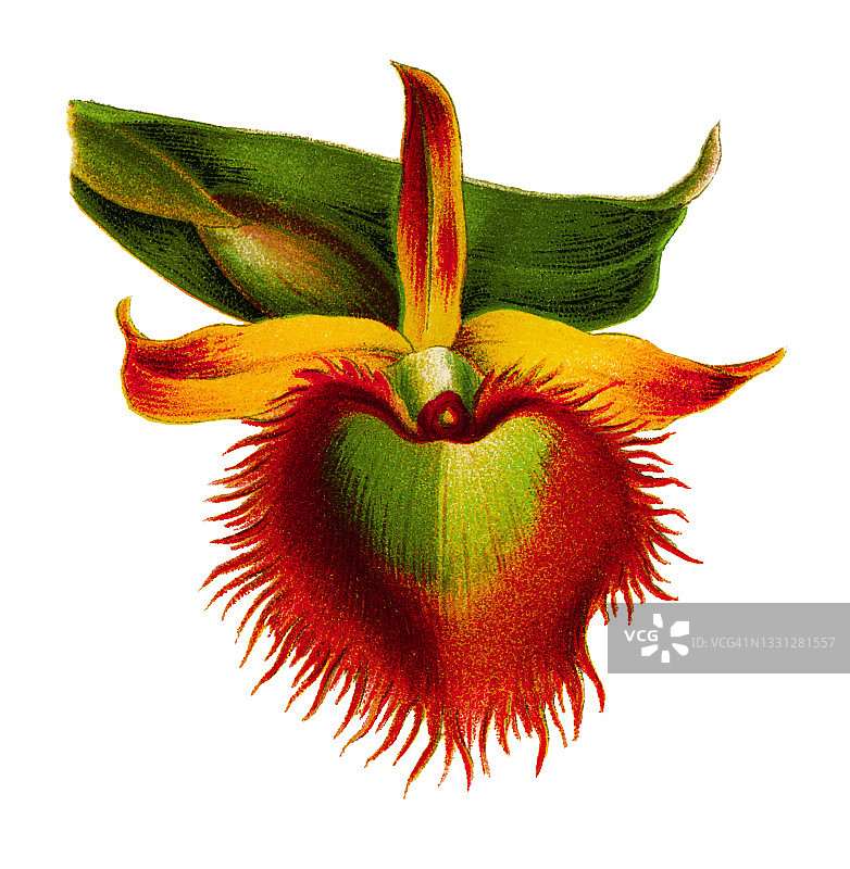 美杜莎石斛兰彩色石印插图图片素材