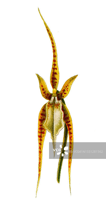 须瓣 brassia 染色石版画插图图片素材