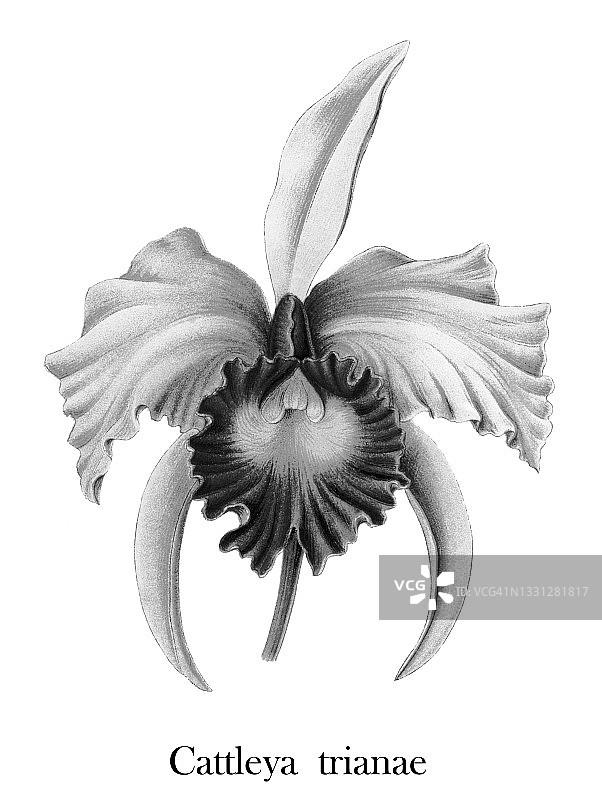 五月兰或圣诞兰图片素材