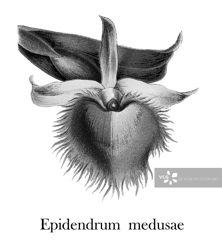 美杜莎石斛兰的彩色石印插图图片素材