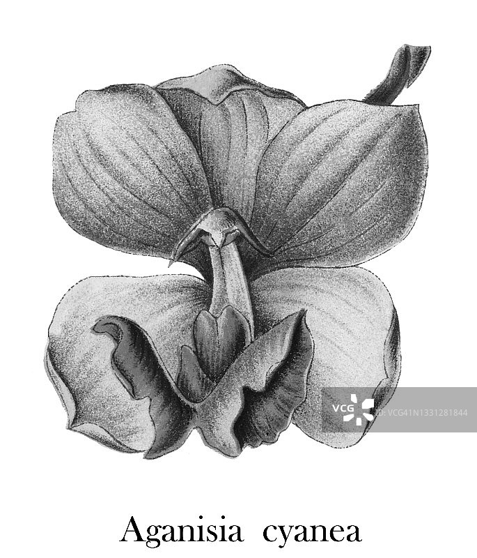 蓝星风兰的彩色石印插图图片素材