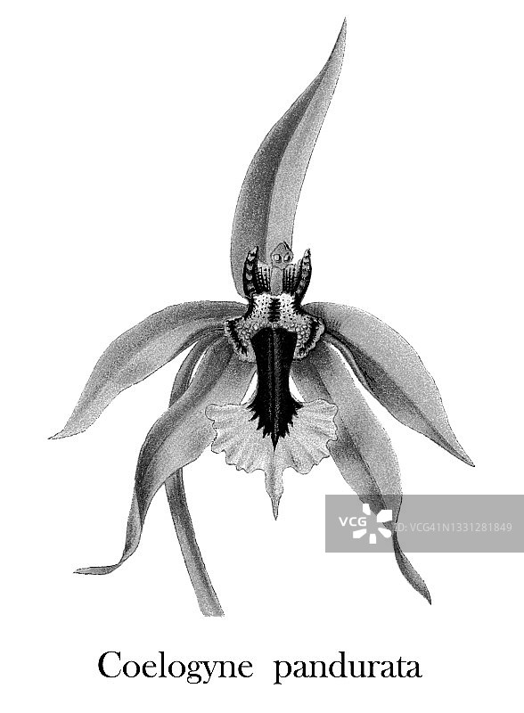 虎头兰彩石版画插图图片素材