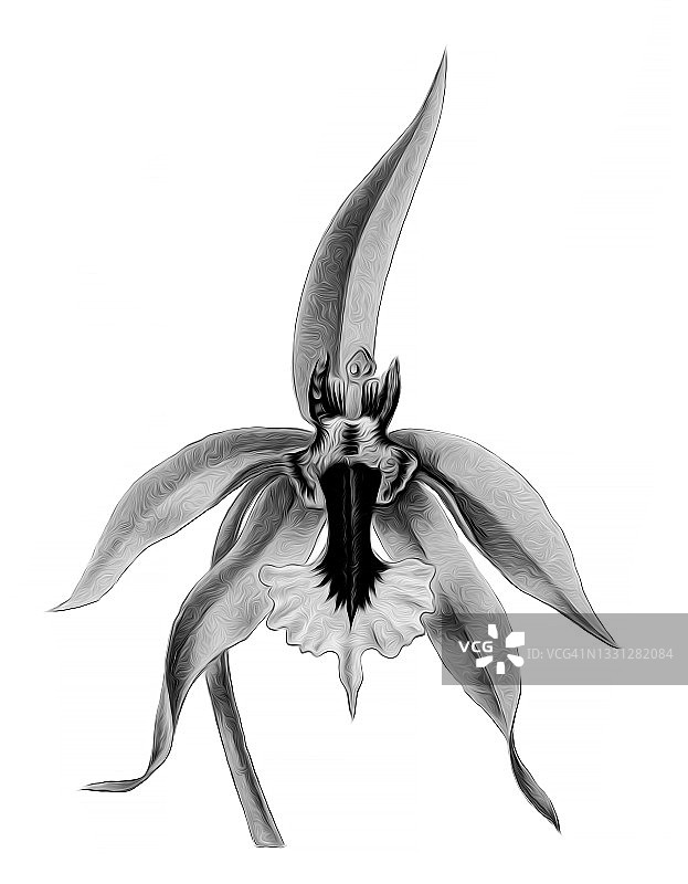 虎头兰彩石版画插图图片素材