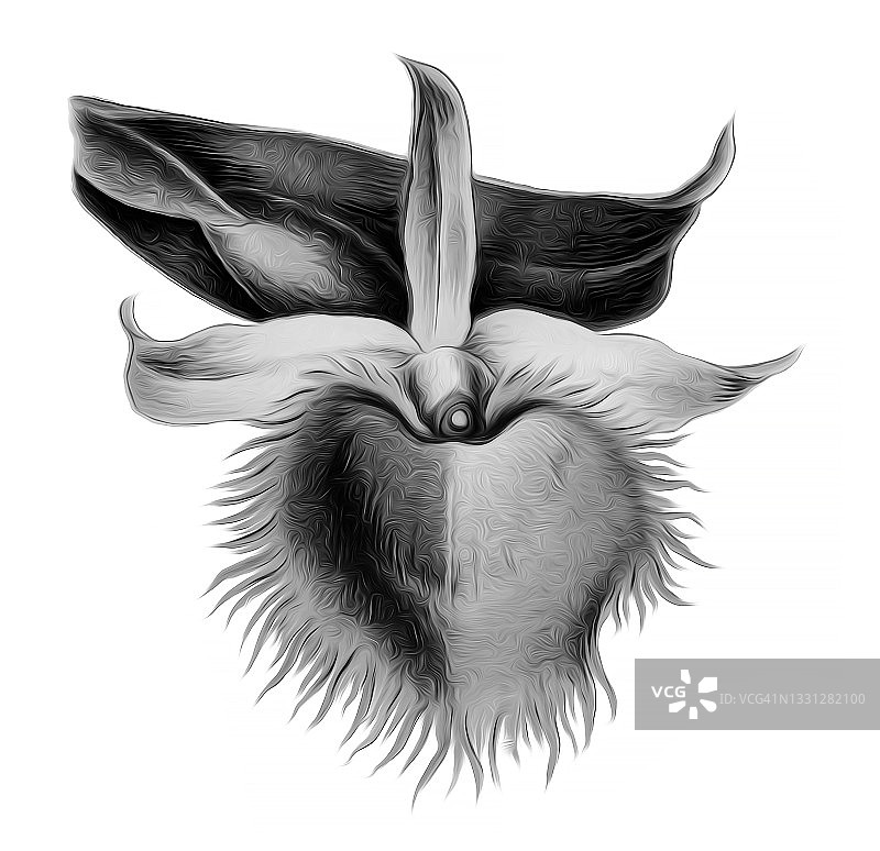 美杜莎石斛兰的彩色石印插图图片素材