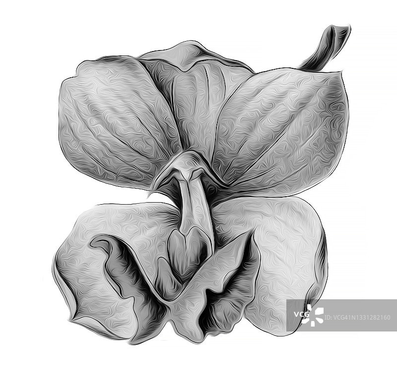 蓝星风兰的彩色石印插图图片素材