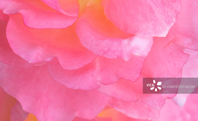 粉色玫瑰花花瓣层叠特写图片素材