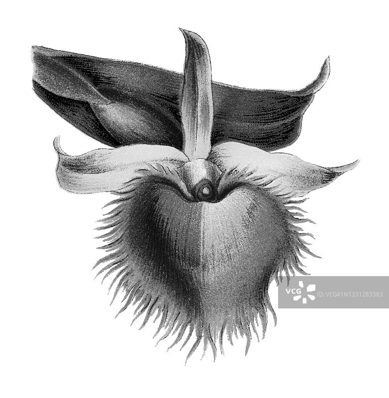 美杜莎石斛兰彩色石印插图图片素材