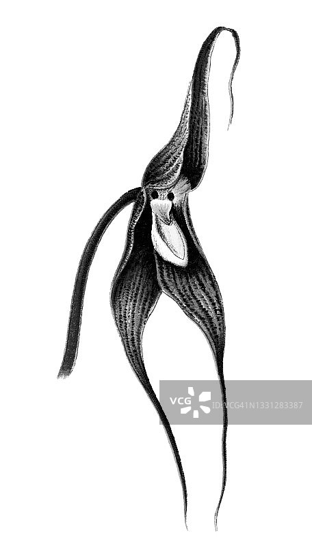 光谱萼脊兰的彩石版画图片素材