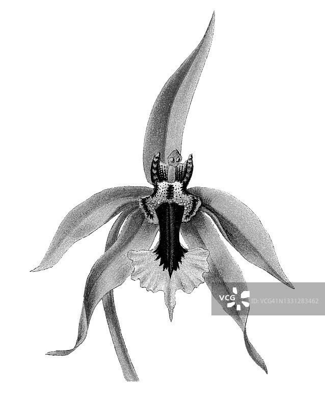 虎头兰彩石版画插图图片素材