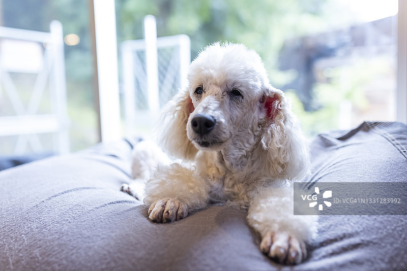 早上，两只狗在房子的客厅里放松图片素材