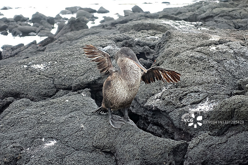 不会飞的鸬鹚，又称加拉帕戈斯鸬鹚图片素材