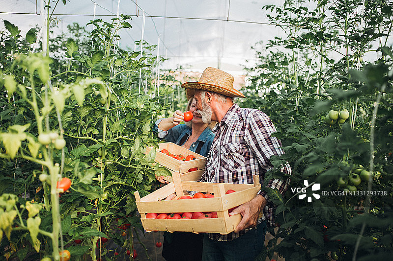 资深农民和妻子采摘西红柿图片素材