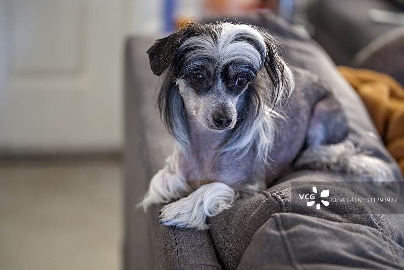 可爱的黑白相间中国冠毛犬图片素材