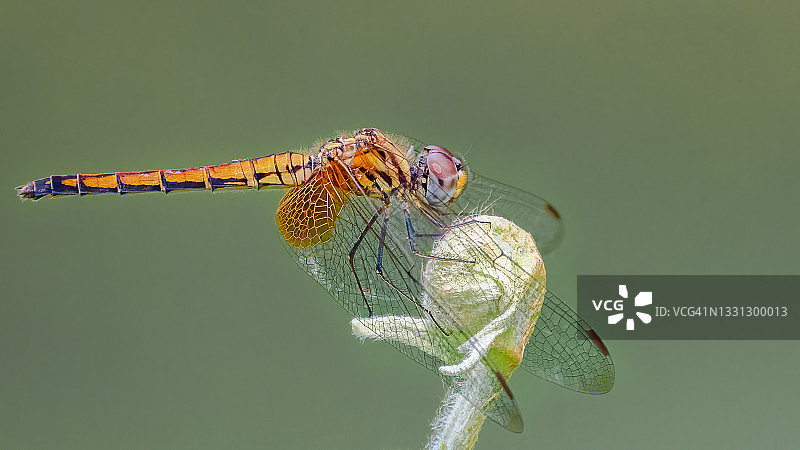 蜻蜓 - 新加坡红耳滑板龟图片素材