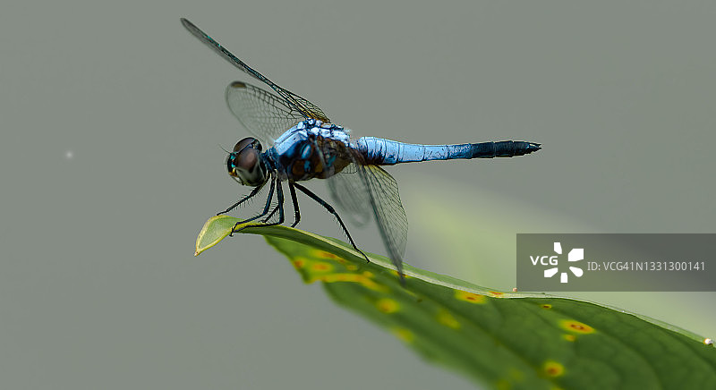 蜻蜓 - 新加坡蓝箭图片素材