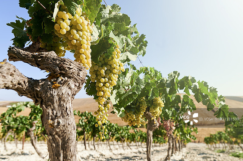 用于酿酒的白葡萄藤图片素材