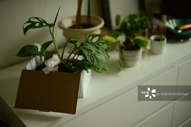 纸箱里的洞洞蔓绿绒植物图片素材