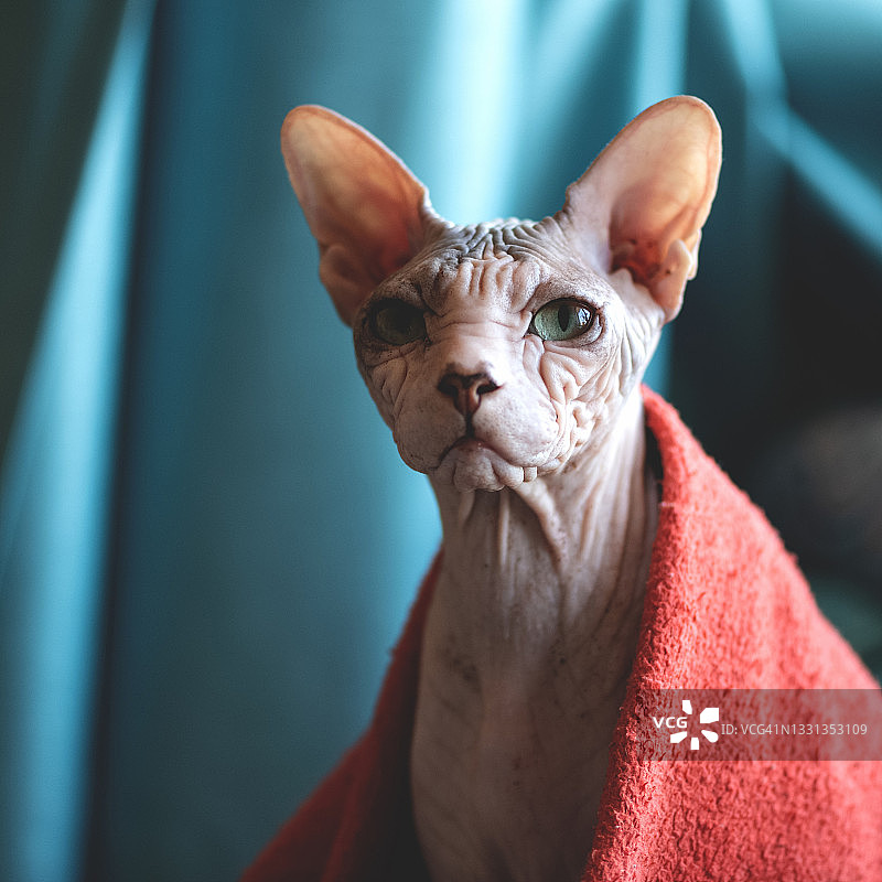 褶皱的无毛斯芬克斯猫，在蓝色模糊背景的红色毯子下，肩部以上肖像照，有文案空间图片素材