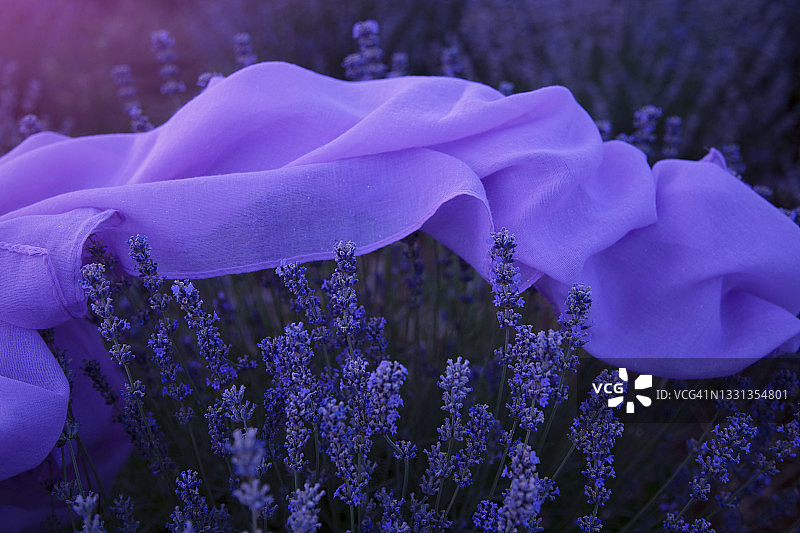 薰衣草的魔力图片素材