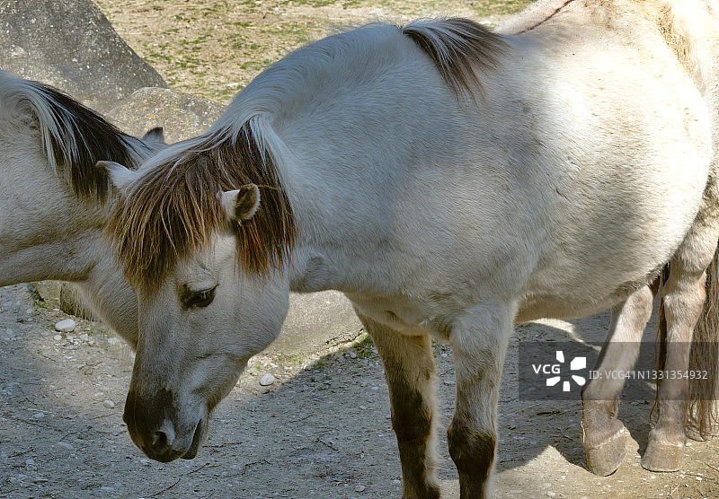 外形酷似已灭绝的欧洲野马的赫克马品种图片素材