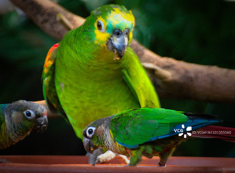 美丽的黄头亚马逊鹦鹉在用餐时间吃东西图片素材