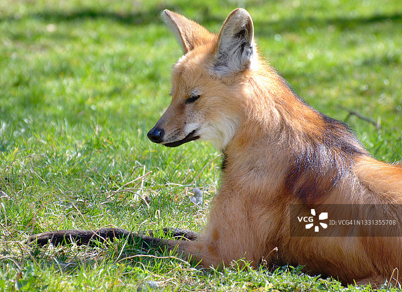 鬃狼侧面肖像，栖息在草地上图片素材