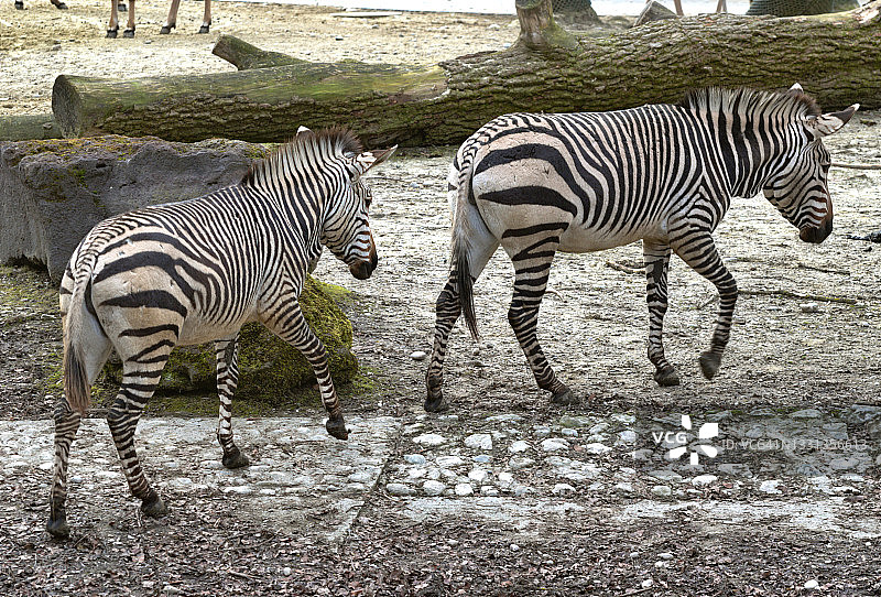 一对非洲斑马图片素材