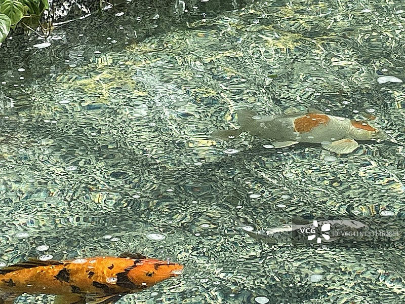 户外日式池塘中的锦鲤图片素材