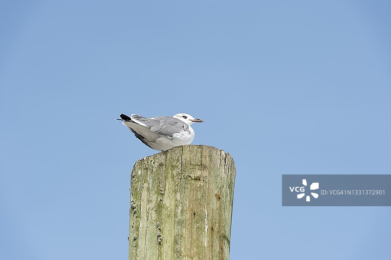 栖息在柱子上的笑鸥图片素材
